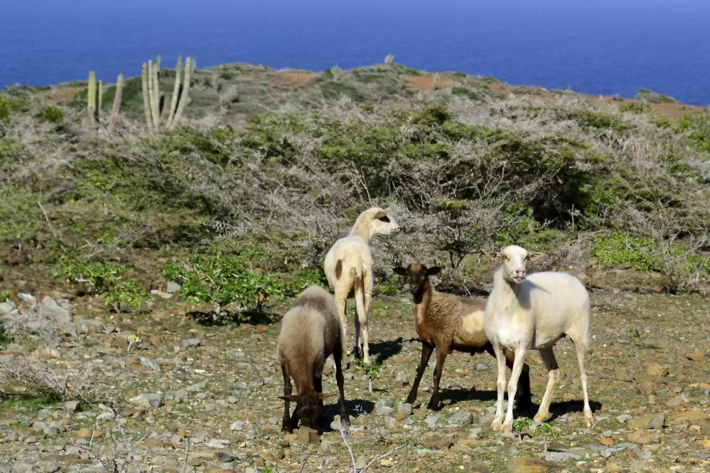 What to do in Aruba?